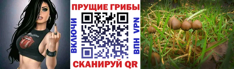Галлюциногенные грибы Psilocybe  купить закладку  Власиха 